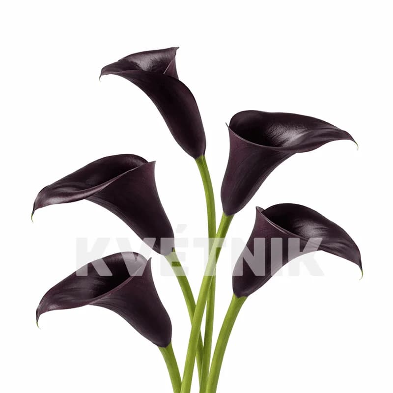 Liliowe kalie