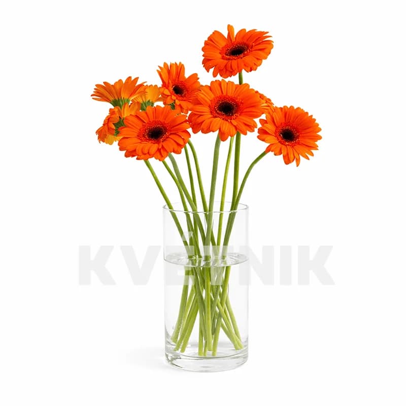 Gerbera pomarańczowa