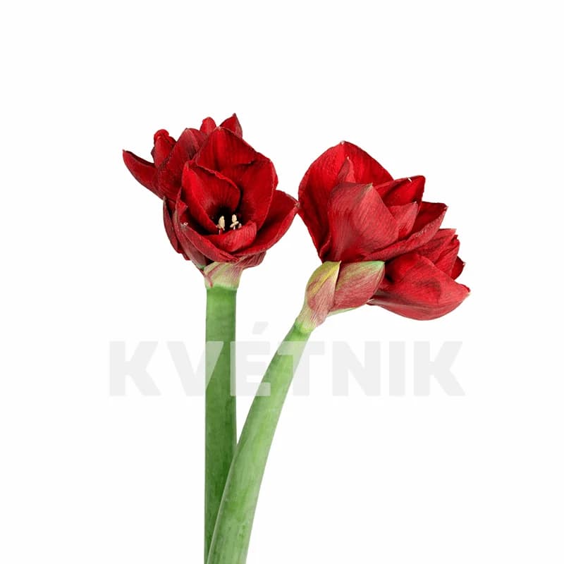Red amaryllis - 1