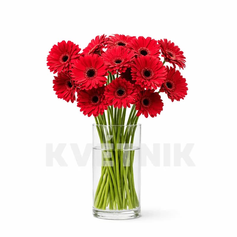 Czerwona gerbera