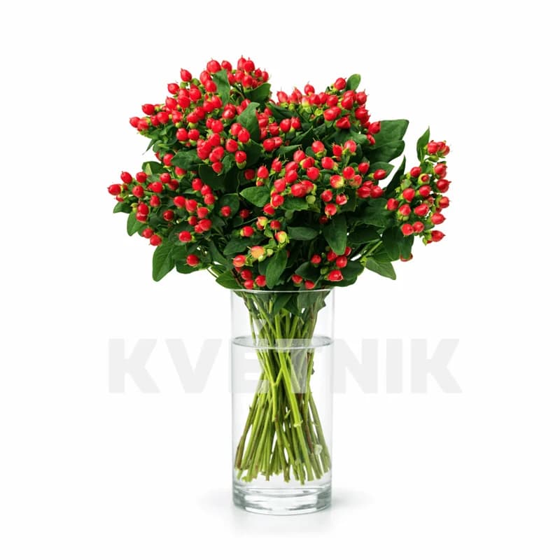 Гиперикум красный - 1