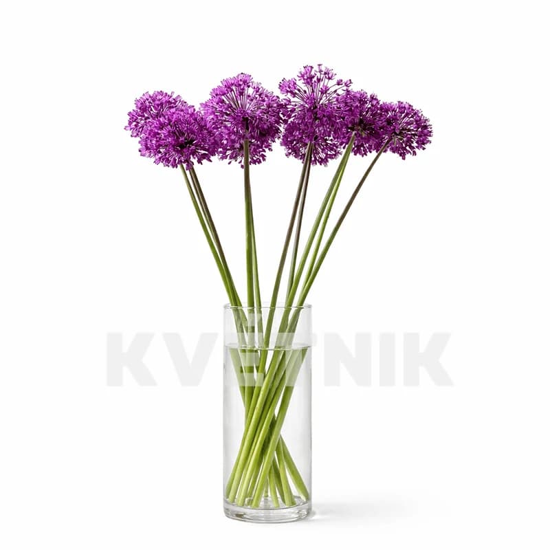 Allium - 1