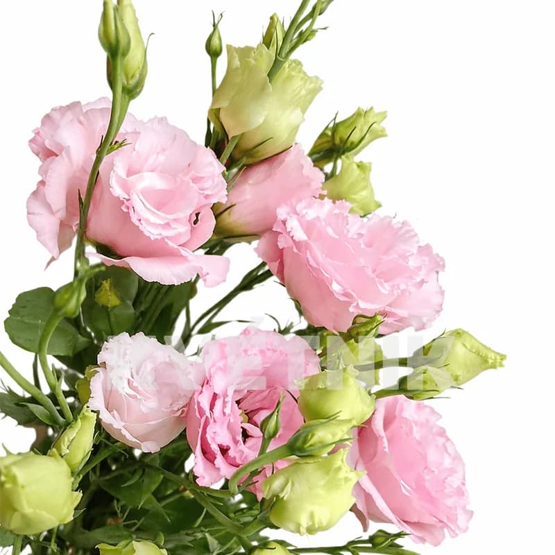 Różowa eustoma