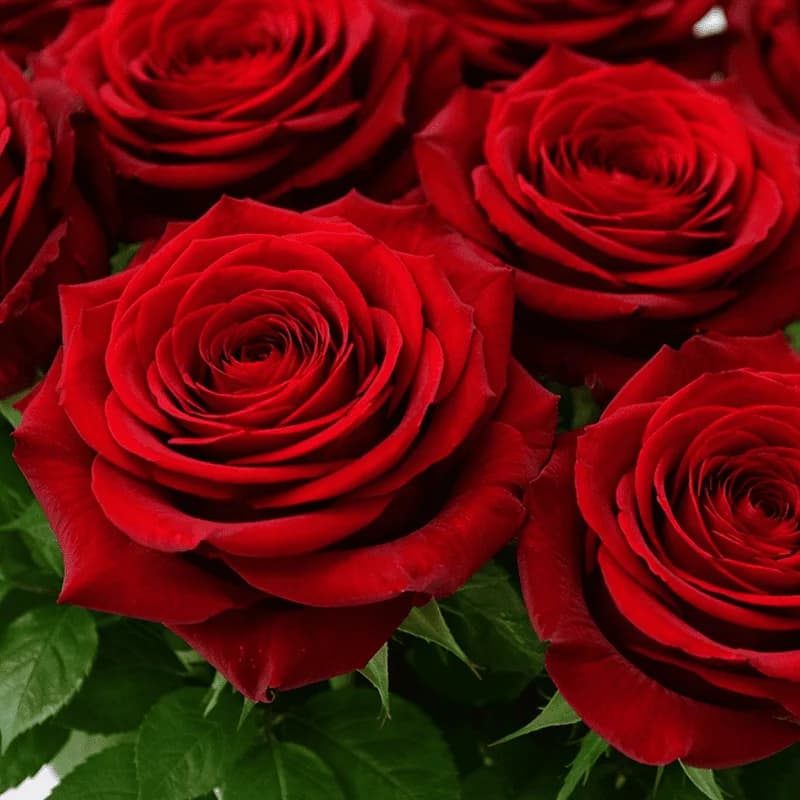 Czerwona róża «Red Naomi» - 2