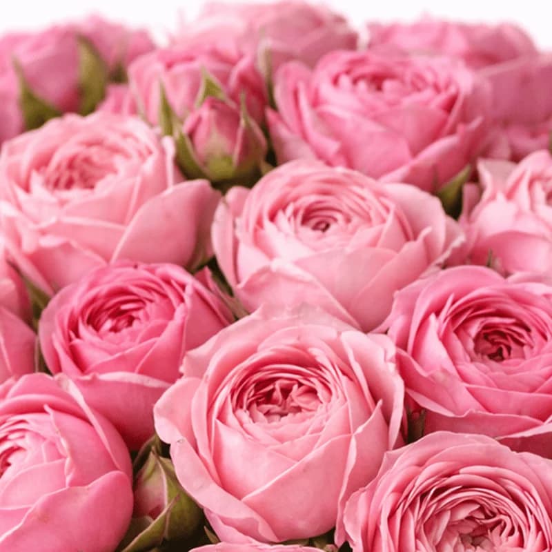 Róża gałązkowa odmiany Silva Pink - 2