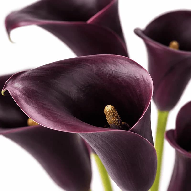 Liliowe kalie - 2