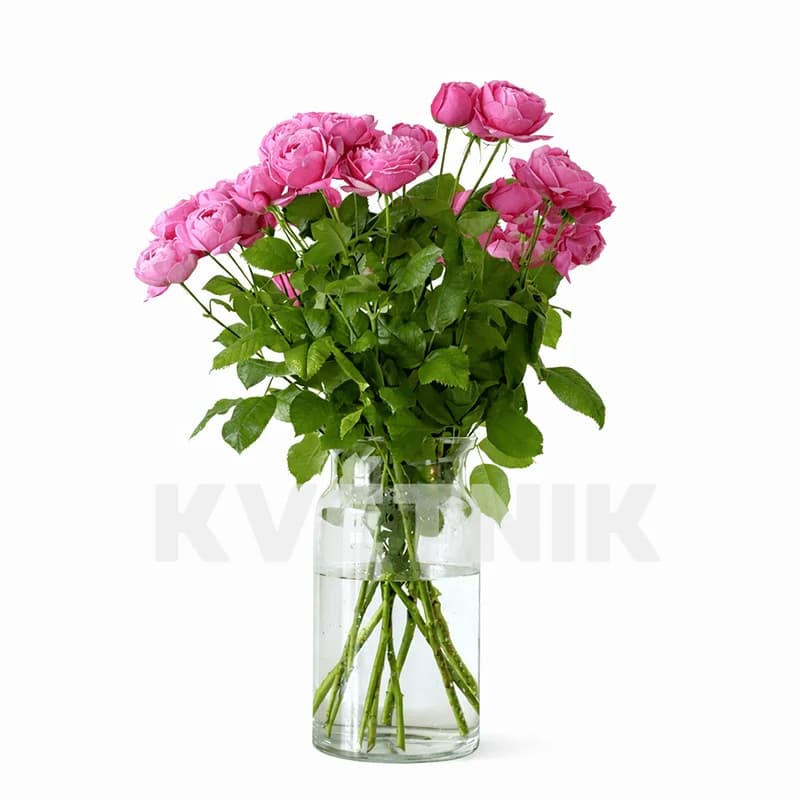 Róża gałązkowa odmiany Silva Pink