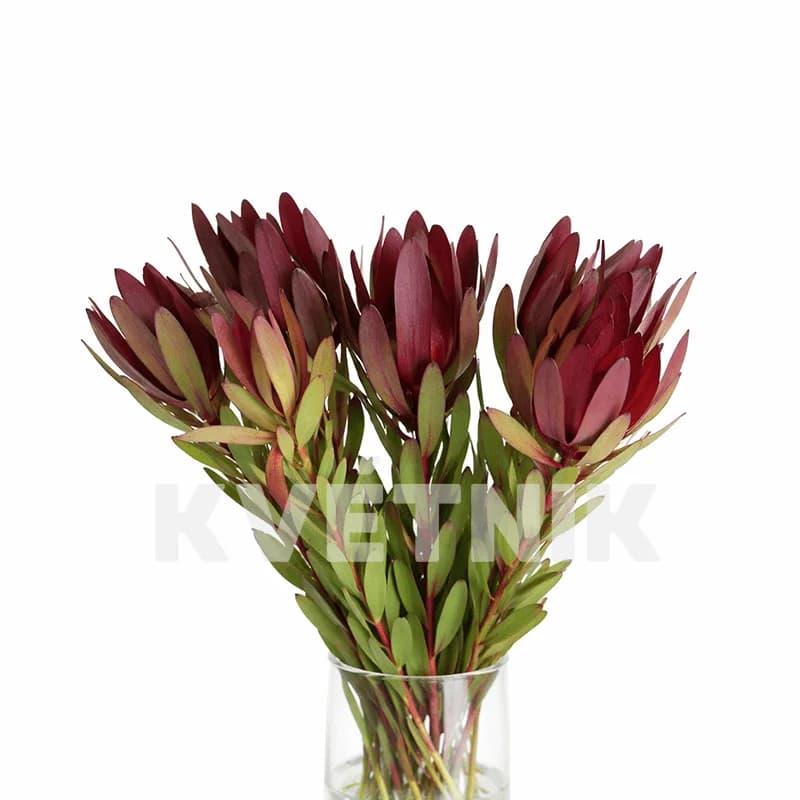 Leukadendron - 1