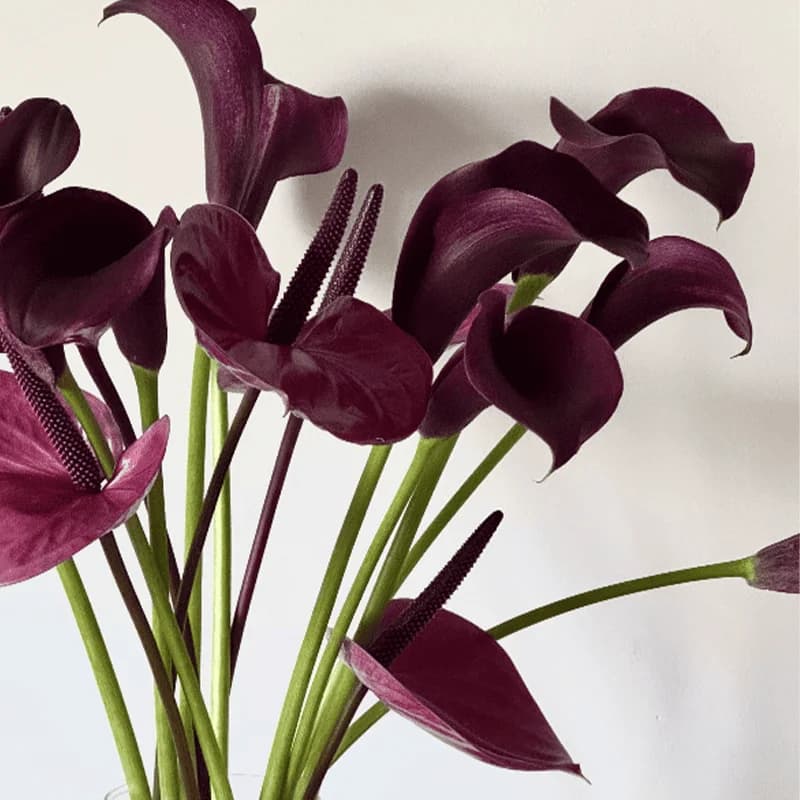 Zestaw "Deep Purple" - 2