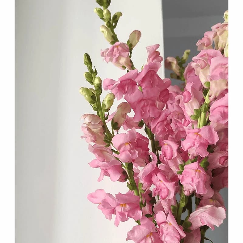 Antirrhinum różowy - 2