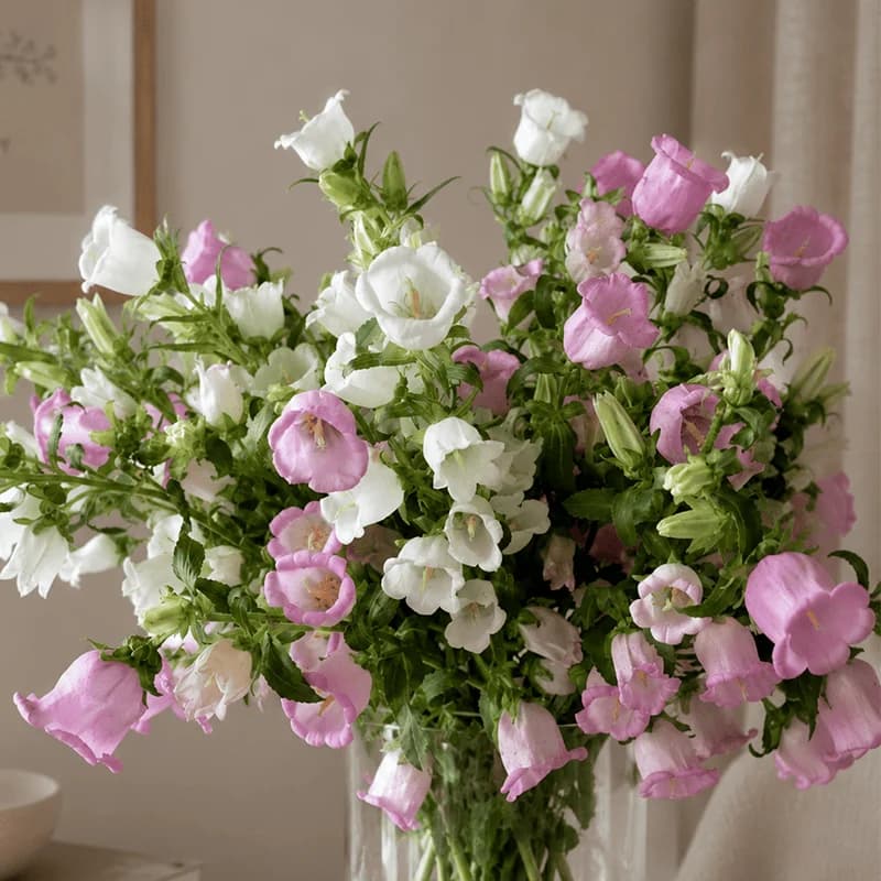 Campanula Mix - 2