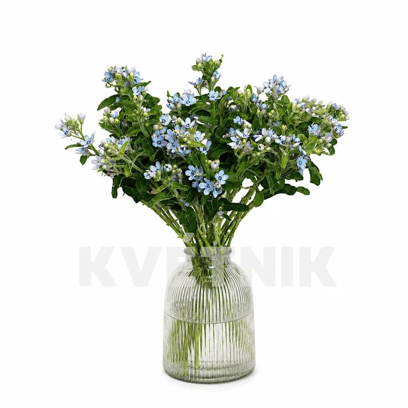 Оксипеталлум - 1