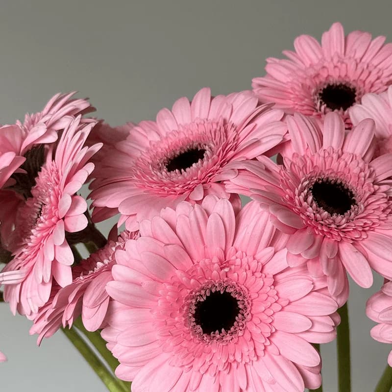 Gerbera delikatnie różowa - 2