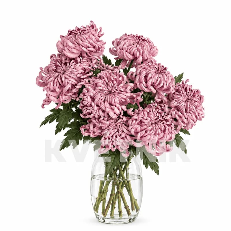 Хризантема «Vienna pink» - 1