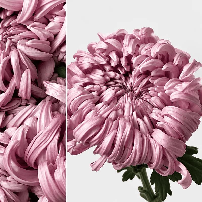 Хризантема «Vienna pink» - 2