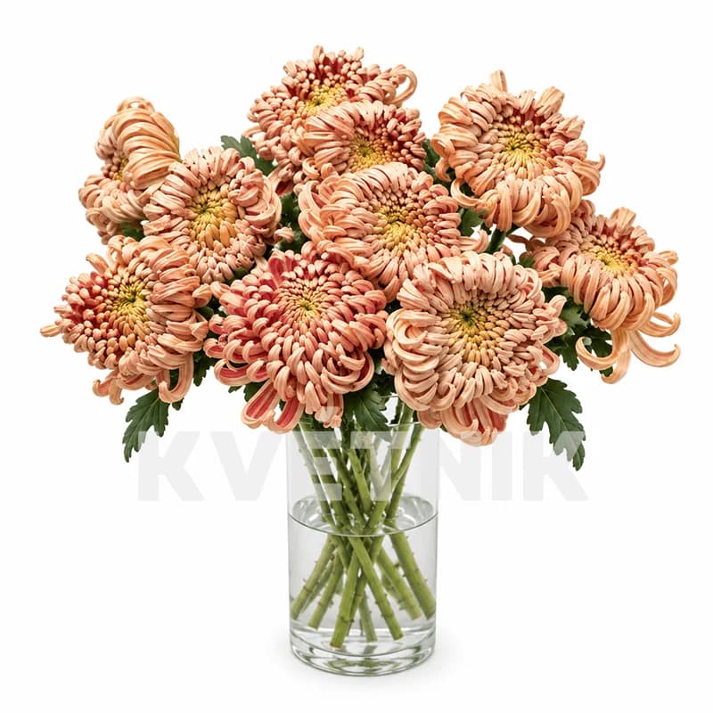 Chrysanthemum «Vienna copper» - 1