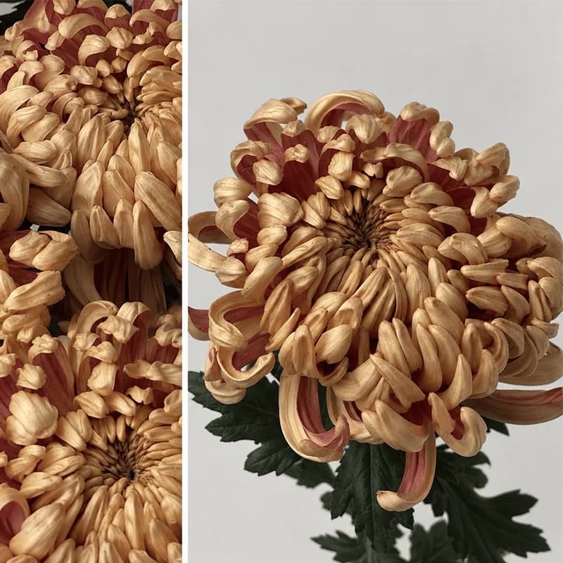 Chrysanthemum «Vienna copper» - 2