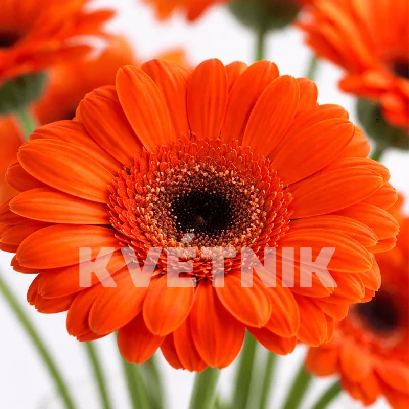 Gerbera pomarańczowa - 2