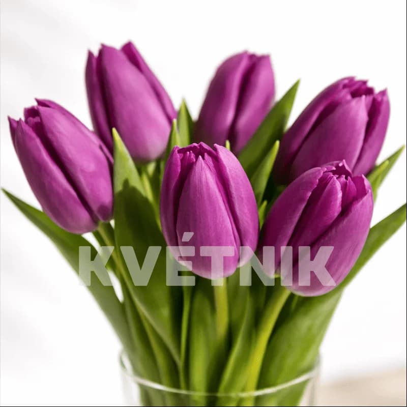 Fioletowe tulipany - 2