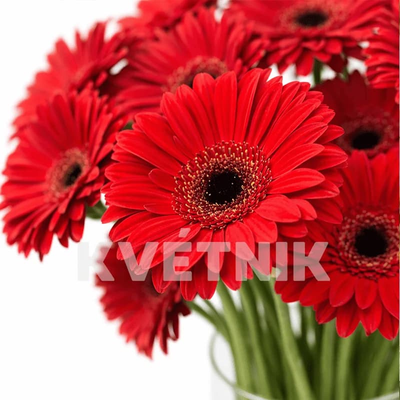 Czerwona gerbera - 2